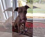 Small #17 American Pit Bull Terrier Mix