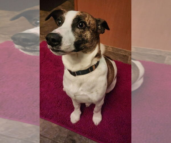 Medium Photo #3 Mutt Puppy For Sale in Foristell, MO, USA