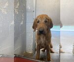 Small Photo #13 Labloodhound Puppy For Sale in New York, NY, USA