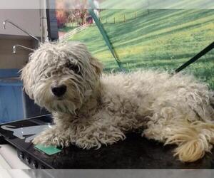 Poodle (Miniature)-Unknown Mix Dogs for adoption in Moreno Valley, CA, USA