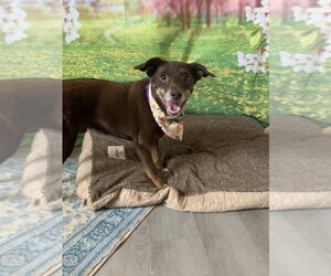 Lincoln - Male Mutt Dog for Adoption - Photo #8