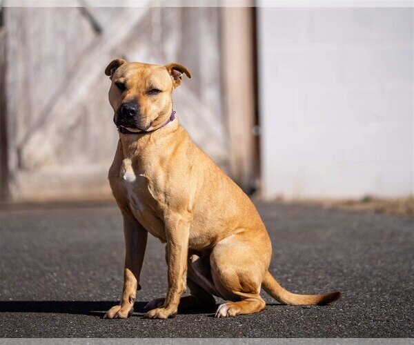 Medium Photo #20 American Pit Bull Terrier-Chinese Shar-Pei Mix Puppy For Sale in Rustburg, VA, USA