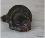 Puppy Sassy French Bulldog