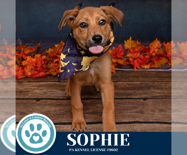 Medium Photo #3 Bulldog-Unknown Mix Puppy For Sale in Kimberton, PA, USA