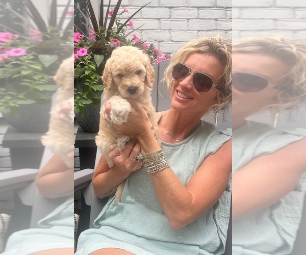 Medium Photo #1 Goldendoodle mix (+ Poodle Standard) Puppy For Sale in HATTIESBURG, MS, USA