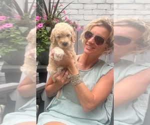 Goldendoodle mix (+ Poodle Standard) Puppy for sale in HATTIESBURG, MS, USA