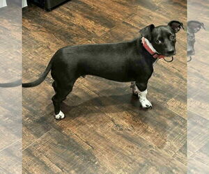 Chiweenie Dogs for adoption in Holly Springs, NC, USA