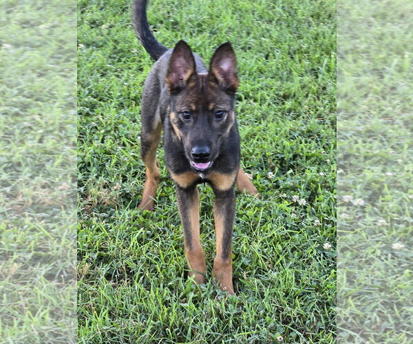 Medium Photo #7 German Shepherd Dog-Unknown Mix Puppy For Sale in Centreville, VA, USA