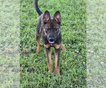 Small #6 German Shepherd Dog Mix