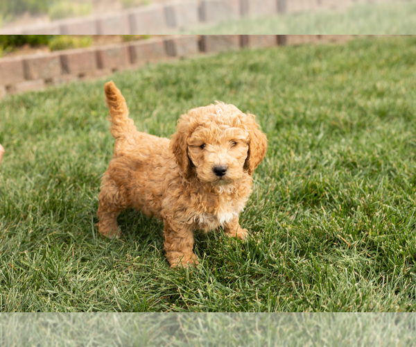 Medium Photo #1 Cock-A-Poo-Goldendoodle Mix Puppy For Sale in TOPEKA, IN, USA