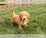 Puppy Captain Cock-A-Poo-Goldendoodle Mix
