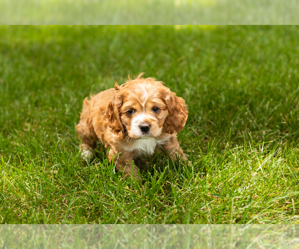 Medium Photo #9 Cocker Spaniel Puppy For Sale in NAPPANEE, IN, USA