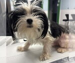 Small #2 Shih Tzu Mix