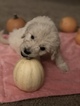 Small Photo #73 Goldendoodle Puppy For Sale in VACAVILLE, CA, USA