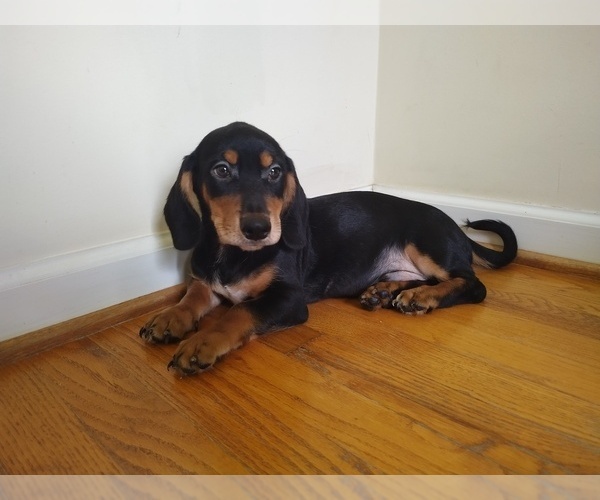 Medium Photo #2 Chiweenie Puppy For Sale in CANTON, GA, USA