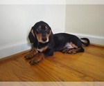 Small #1 Chiweenie