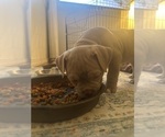 Small #3 American Bully