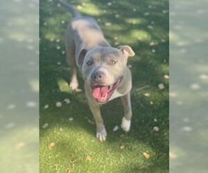 American Pit Bull Terrier Dogs for adoption in Salinas, CA, USA