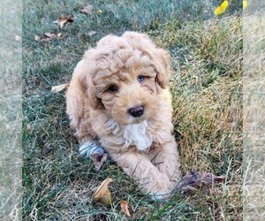 Goldendoodle (Miniature) Puppy for sale in NARVON, PA, USA