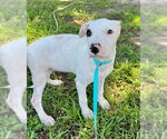Small #3 Bulldog Mix