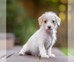 Small #2 Poodle (Miniature) Mix