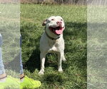 Small #5 American Bulldog