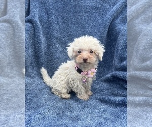 Cavapoo Puppy for sale in JEFFERSONVILLE, IN, USA