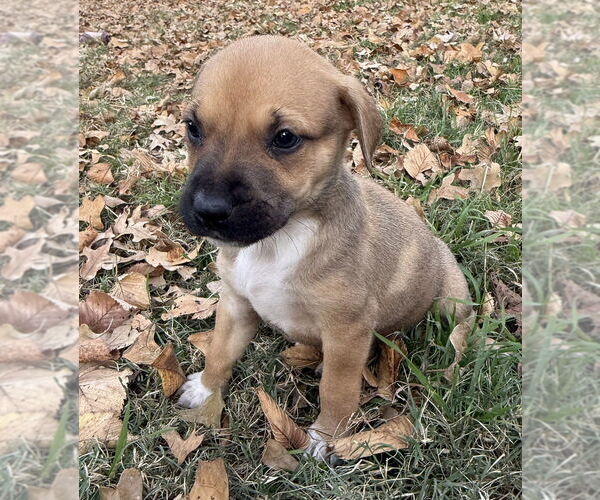 Medium Photo #3 Mutt Puppy For Sale in OKLAHOMA CITY, OK, USA