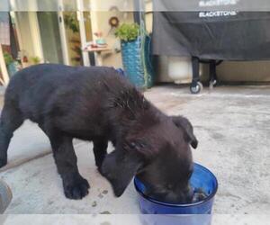 Labrador Retriever-Unknown Mix Dogs for adoption in Tracy, CA, USA