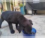 Small Labrador Retriever Mix