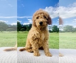 Small Photo #1 Goldendoodle Puppy For Sale in HILLSBORO, WI, USA