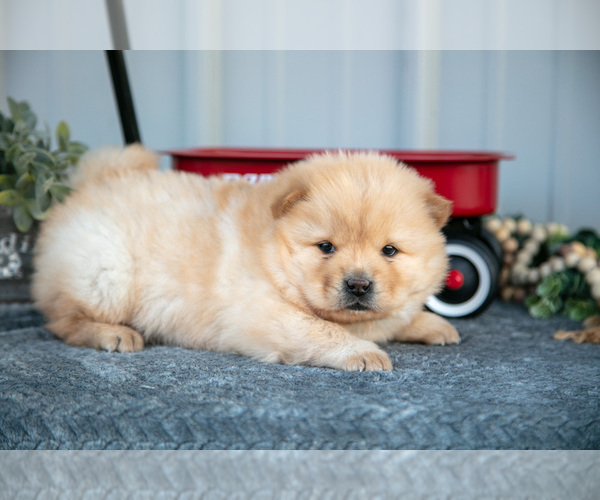 Medium Photo #3 Chow Chow Puppy For Sale in WOLCOTTVILLE, IN, USA