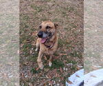 Small Mutt