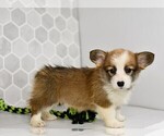 Small #24 Pembroke Welsh Corgi