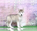 Small Photo #1 Alaskan Malamute Puppy For Sale in BEL AIR, MD, USA