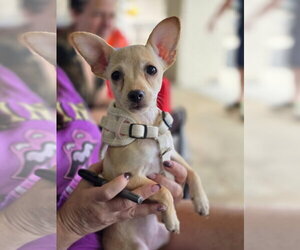 Chihuahua-Unknown Mix Dogs for adoption in Morganville, NJ, USA