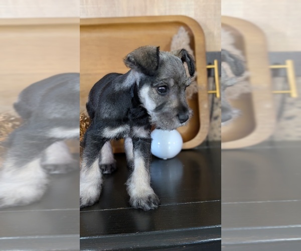 Medium Photo #8 Schnauzer (Miniature) Puppy For Sale in GOSHEN, IN, USA