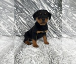 Small Photo #4 Rottweiler Puppy For Sale in GREENWOOD, IN, USA
