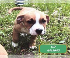 American Pit Bull Terrier-Unknown Mix Dogs for adoption in Conroe, TX, USA