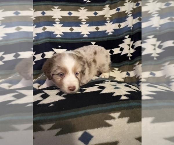 Medium Photo #2 Australian Shepherd Puppy For Sale in TOW, TX, USA