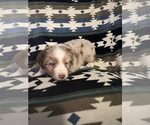 Small Photo #2 Australian Shepherd Puppy For Sale in TOW, TX, USA