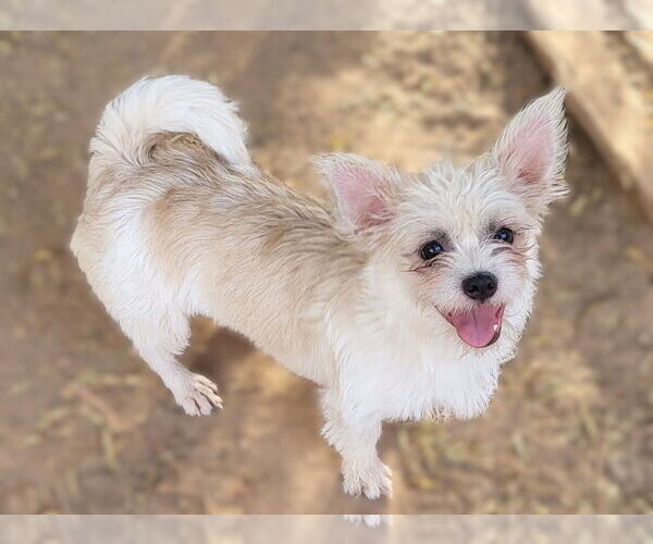 Medium Photo #10 Shih Tzu-Unknown Mix Puppy For Sale in Phoenix, AZ, USA