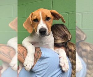 Mutt Dogs for adoption in Elmsford, NY, USA