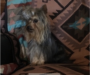 Father of the Yorkshire Terrier puppies born on 09/15/2025