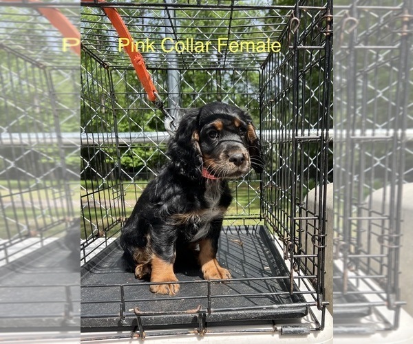 Medium Photo #6 English Cocker Spaniel Puppy For Sale in CHERAW, SC, USA