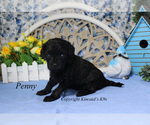 Small Photo #9 Cavapoo Puppy For Sale in CHANUTE, KS, USA