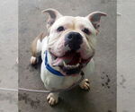 Small #9 Bulldog Mix