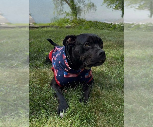 Medium Photo #5 Bulldog-Unknown Mix Puppy For Sale in Germantown, OH, USA