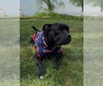 Small #4 Bulldog Mix