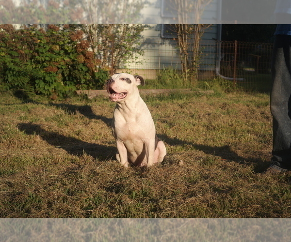 Medium Photo #3 American Pit Bull Terrier Puppy For Sale in POPLAR BLUFF, MO, USA